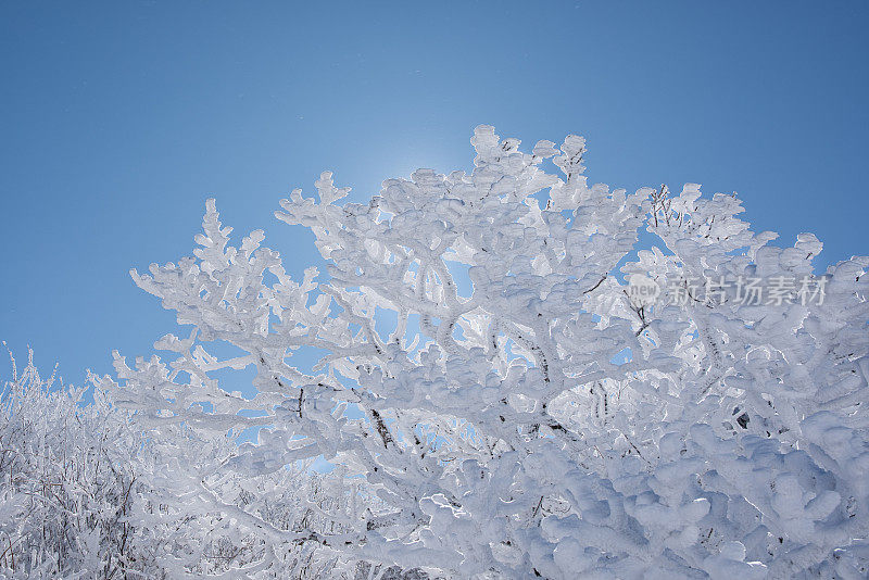 Rime Ice on Trees雾凇
